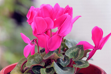 Pink cyclamen flowers on a blurry background