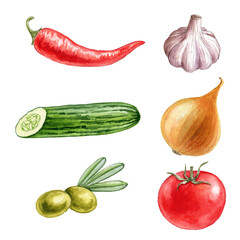 watercolor drawing vegetables, cucumber,onion, chili pepper, garlic, red tomato and olives isolated at white background, hand drawn illustration