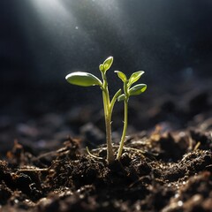 close-up shot of a delicate, newly sprouted seedling emerging from nutrient-rich soil - obrazy, fototapety, plakaty