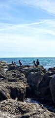 cormorant is a species of bird commonly found in various parts of the Mediterranean region. Known for their sleek and aquatic nature, cormorants are skilled divers and swimmers