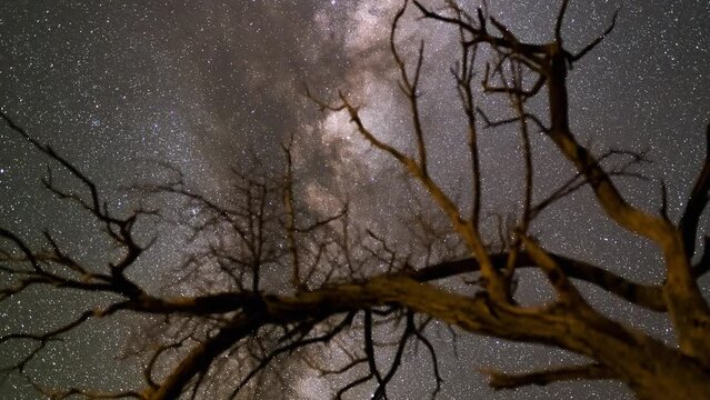 Milky Way timelapse over the tree on the Namib Desert.