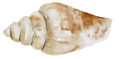 shell water breeze ocean life watercolour frame wall art clip art sea star fossil paradise sand vocation decoration coral 