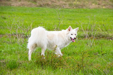 Walking dog in wild field