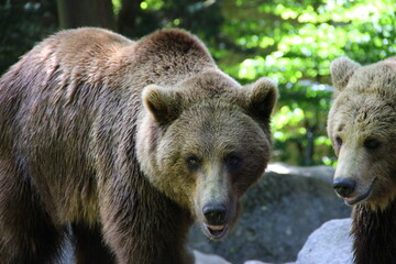 Parc animalier des Pyrénées - France Argeles-Gazost