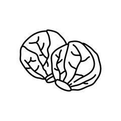 Brussel Sprouts doodle icon. Hand drawn black sketch. Vector Illustration