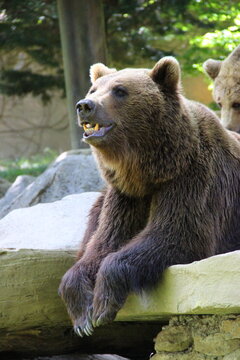 Parc animalier des Pyr&eacute;n&eacute;es - France Argeles-Gazost