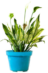 Lush Chinese evergreen ornamental plant with a combination of white and green leaves in a blue pot