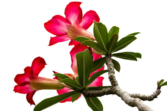 Adenium flower stalks that are blooming are red and pink