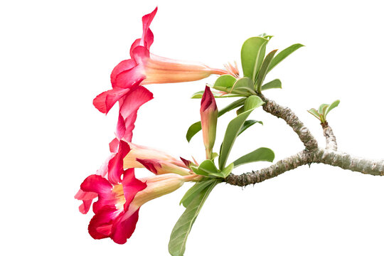Adenium flower stalks that are blooming are red and pink