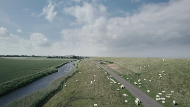Aerial shot over sheep on a Dutch dyke between the Wadden Sea and the flat green countryside of the Netherlands