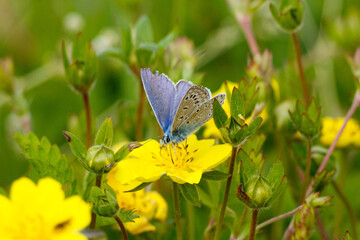 Farfalla posando in fiore 
