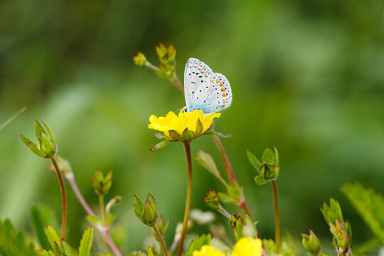 Mariposa posando en una hermosa flor 