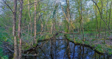 Panoramic image of wooded marsh in springtime
