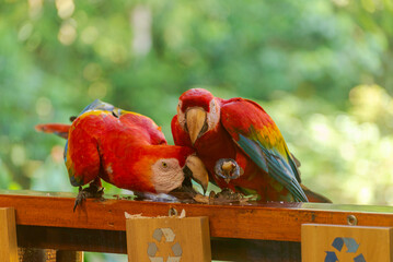 A pair of Scarlet Macaw eating