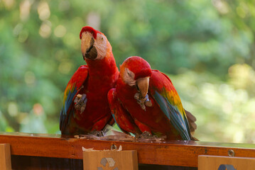 A pair of Scarlet Macaw eating