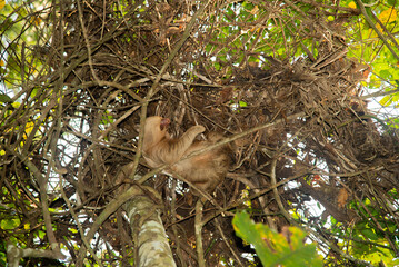 Sloth under the Amazon canopy