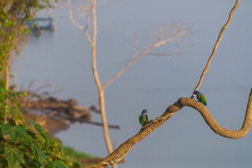Blue Headed Parrot in Peruvian rainforest.