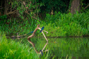 A pair of Hoatzin sitting on a branch in the Amazon forest