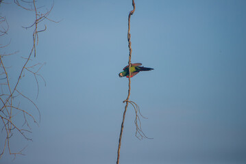 Blue Headed Parrot in Peruvian rainforest.