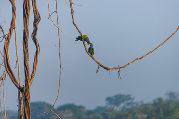 Blue Headed Parrot in Peruvian rainforest.