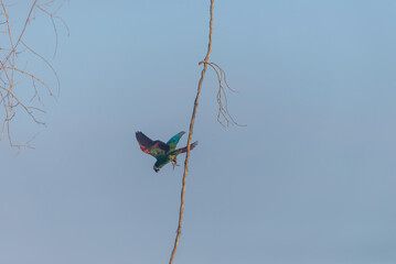 Blue Headed Parrot in Peruvian rainforest.