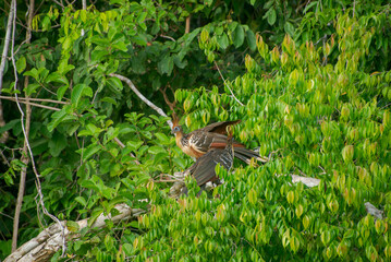 A pair of Hoatzin sitting on a branch in the Amazon forest