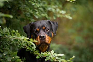 Cute black and tan Rottweiler portrait of a dog in green spring bushes outdoor, green blurred background