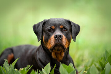 Cute black and tan Rottweiler portrait of a dog in green spring bushes outdoor, green blurred background