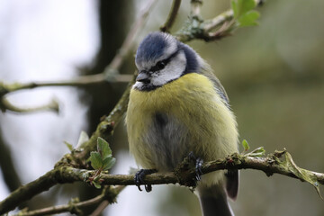 A beautiful animal portrait of a baby Blue Tit bird