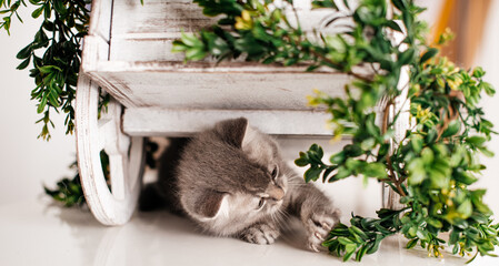 Cute gray kitten plays with a green branch