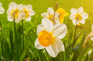 Summer flowers - daffodils. Summer flower landscape