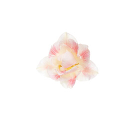 Fototapeta na wymiar Narcissus flower isolated on white
