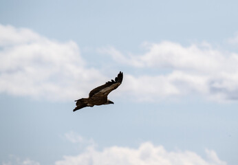 the griffon vulture soars beautifully over the gorge, spreading its large wings against the background of the sky and clouds