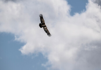 Obraz premium the griffon vulture soars beautifully over the gorge, spreading its large wings against the background of the sky and clouds
