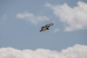the griffon vulture soars beautifully over the gorge, spreading its large wings against the background of the sky and clouds
