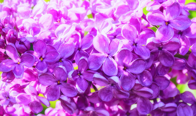 Lilac flowers background, pink lilac in the garden