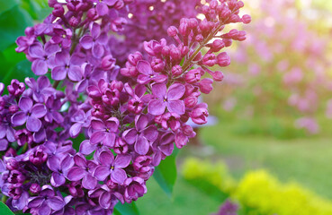 Blooming lilac flowers, spring floral background.