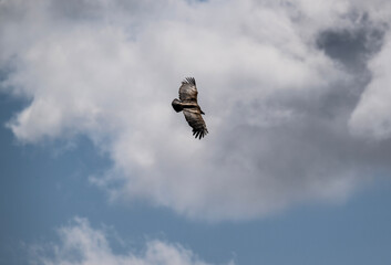 the griffon vulture soars beautifully over the gorge, spreading its large wings against the background of the sky and clouds