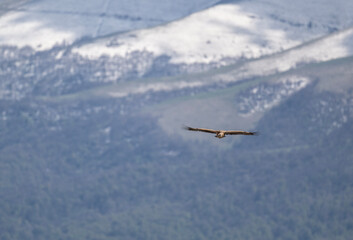 the griffon vulture soars beautifully over the gorge, spreading its large wings against the background of rocks and trees