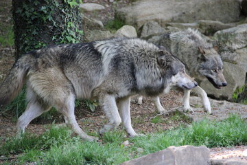 Parc animalier des Pyrénées - France Argeles-Gazost