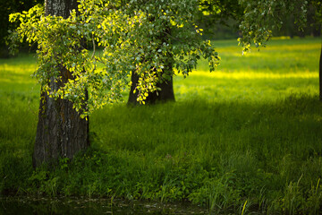 Spring landscape in green the park