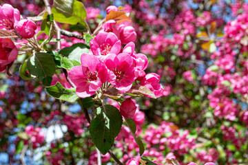 Fototapeta premium Decorative apple tree blooms in April-May with purple flowers