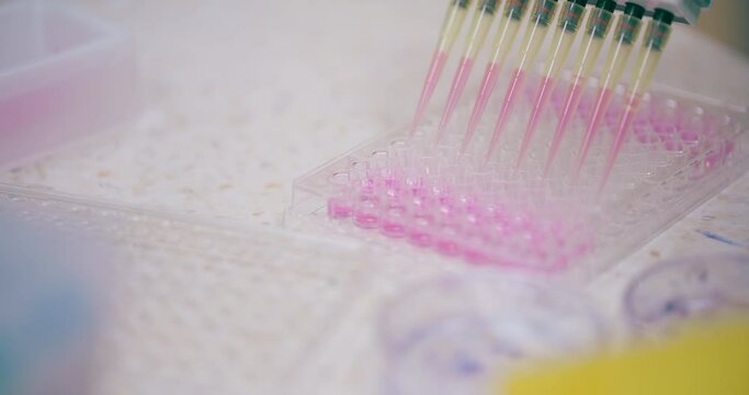 Scientist Working in Medical Laboratory Cancer Research Covic 19 Pandemic