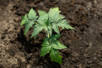 Young tomatoes seedling plant growing in black fertile ground. Transplanting sprouts of tomatos in greenhouse. Concept of farming, gardening, horticulture. Tomato planting. Vegetable garden. Top View