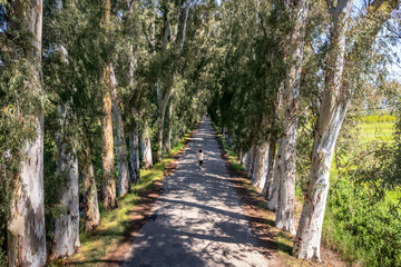 A romantic village road with Eucalyptus trees on the way to Marmaris, a touristic holiday destination in Turkey, also known as the Lovers' Road.