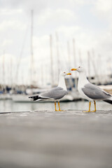 Two seagulls on a dock with boats in a blurry background.