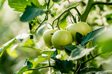 Tomatoes on green branch. Home grown tomato vegetables growing on vine in greenhouse. Autumn vegetable harvest on organic farm.