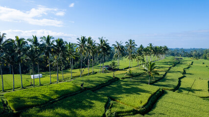 In the morning, an aerial view of Mancingan Rice Terrace in Tampaksiring, Bali.