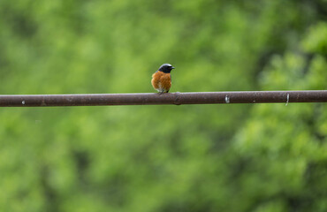 beautiful redstart sits on a wire against the background of green trees