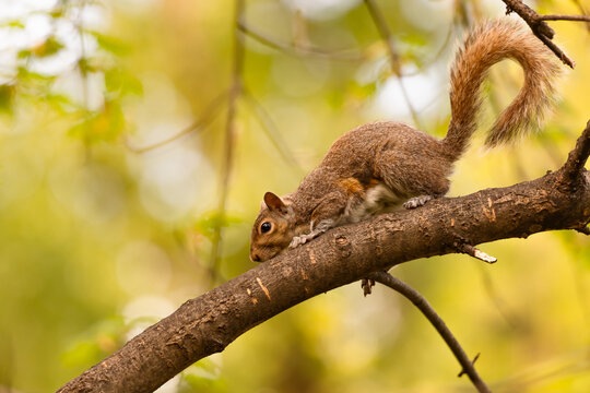 Red Squirrel on the branches of a tree